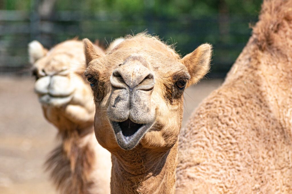 Klaus, one of our dromedary camels, smiling at the camera.