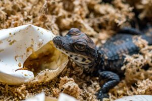 A photo of a baby dwarf croc.