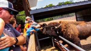 An interactive bison feeding show.