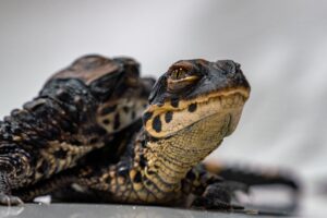 Our two baby dwarf crocs that hatched in late 2022. 