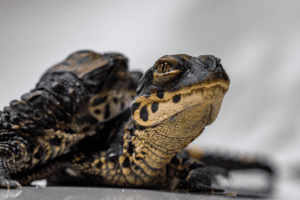 Two dwarf croc babies that we welcomed into our constantly growing family last fall.