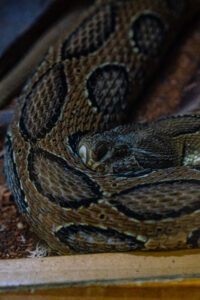 photo of a Russell's Viper one of the most venomous snakes in the world