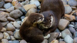 Two adorable Asian small-clawed otters.