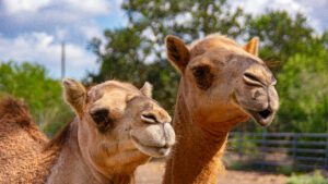 Katerina and Kahla, two of our gorgeous dromedary camel ladies.