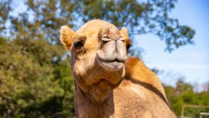 Klaus the dromedary camel relaxing in his enclosure.