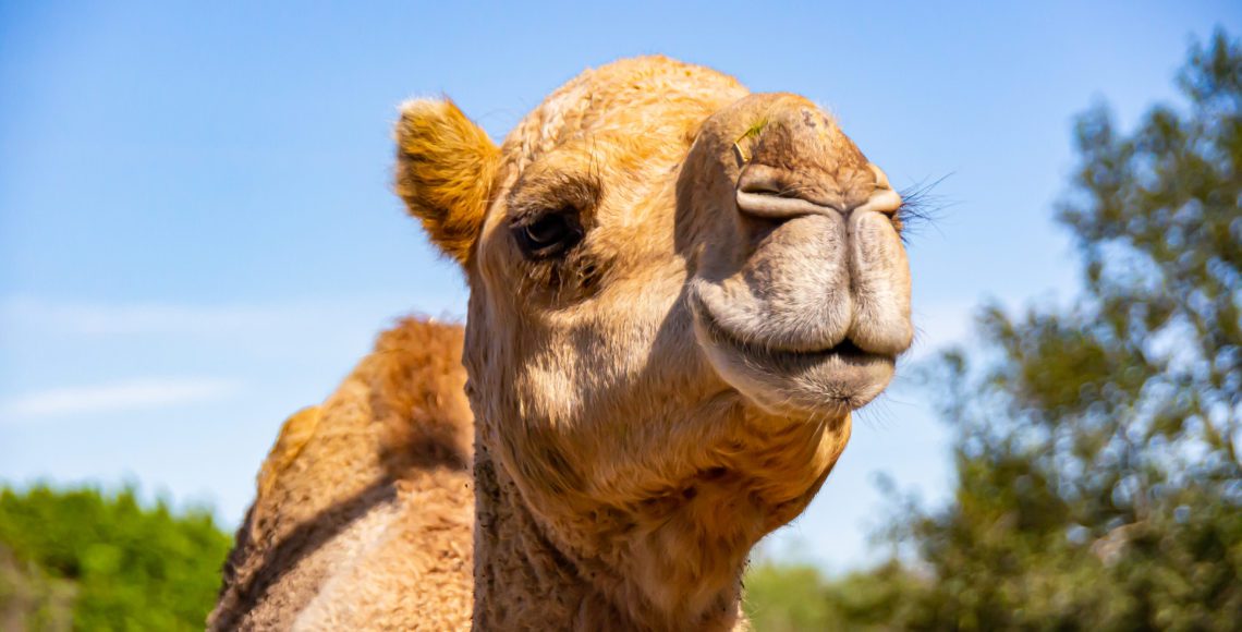 Dromedary Camel - Zoo & Snake Farm New Braunfels