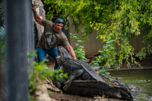 Jarrod feeding one of our crocodilians during our weekly summer Croc Shows.