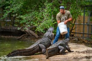 Jarrod feeding one of our crocodilians during our weekly summer Croc Shows.