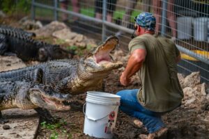 a keeper feeds an alligator a meal