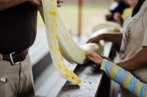 A Burmese python hangs on a railing and allows children to pet him during an animal show. Add our shows to your list of things to do this year