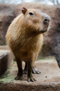 Our photogenic capybara poses for a photo during spring break in San Antonio. Visit him for an exciting animal encounter.