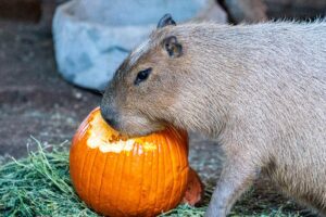 A capybara partaking in special pumpkin enrichment during the zoo's Halloween event.