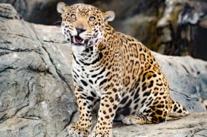 A jaguar with a silly smile on his face.