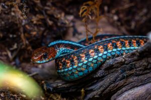 photo of a Red-spotted garter snake a very colorful snake