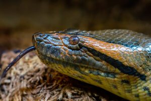 a photo of an anaconda one of the biggest snakes in the world