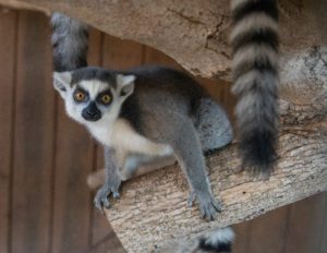 Baby Ring Tailed Lemur Animal World and SNake Farm Zoo