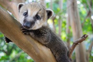 Animal World and Snake Farm Zoo Baby Coati