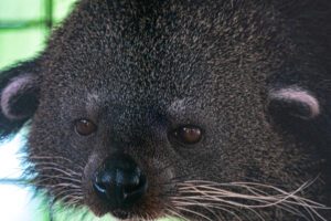 A close-up shot of a binturong