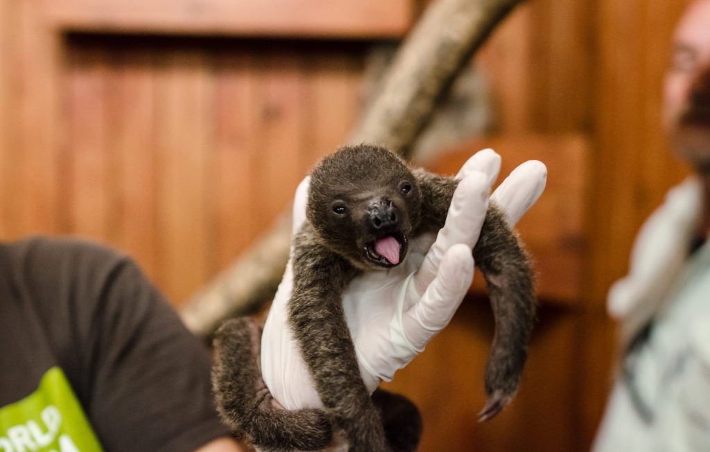 Awsfz Announces Birth Of Sloth Animal World And Snake Farm