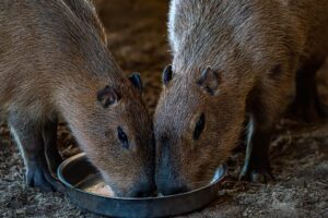 Two capybaras drinking out of their water bowl.