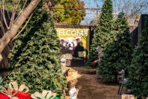 A photo of the zoo's festive entrance during our Christmas event.