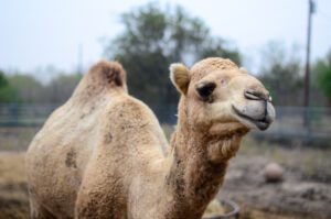 A dromedary camel posing for the camera.