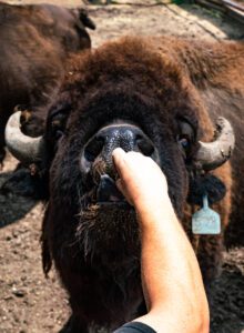 A zoo guest feeding one of our bison during our Bison Brunch show.