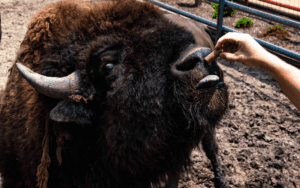 A zoo guest feeding one of our gorgeous bison.