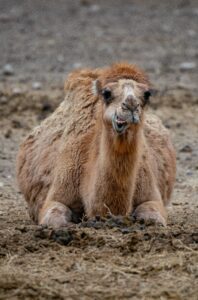 One of our camels making a silly face.