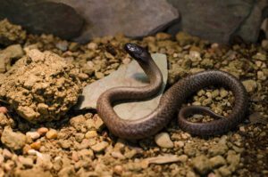 A picture of an inland taipan.