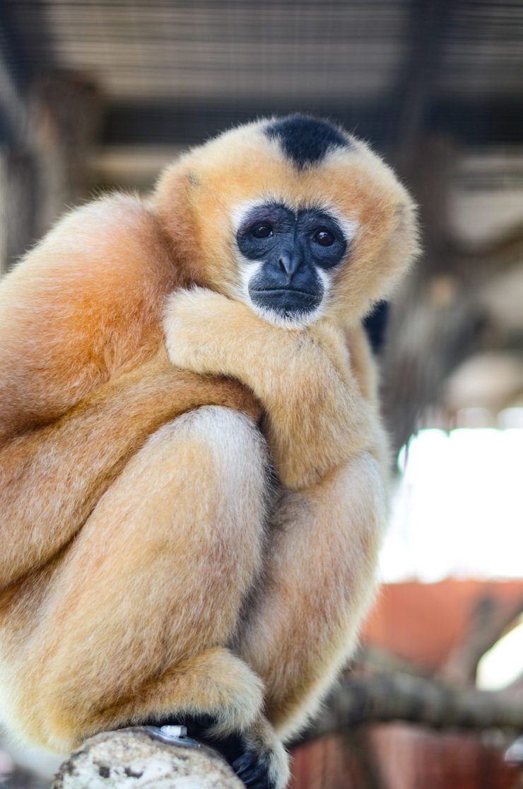 White-Cheeked Gibbon - Zoo & Snake Farm New Braunfels