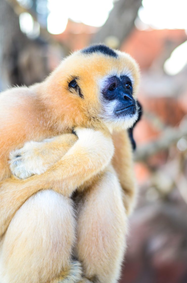 White-Cheeked Gibbon - Zoo & Snake Farm New Braunfels