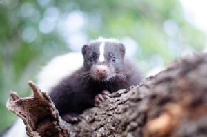 A close up shot of a skunk chilling on a tree branch