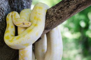 One of our gorgeous albino Burmese pythons.