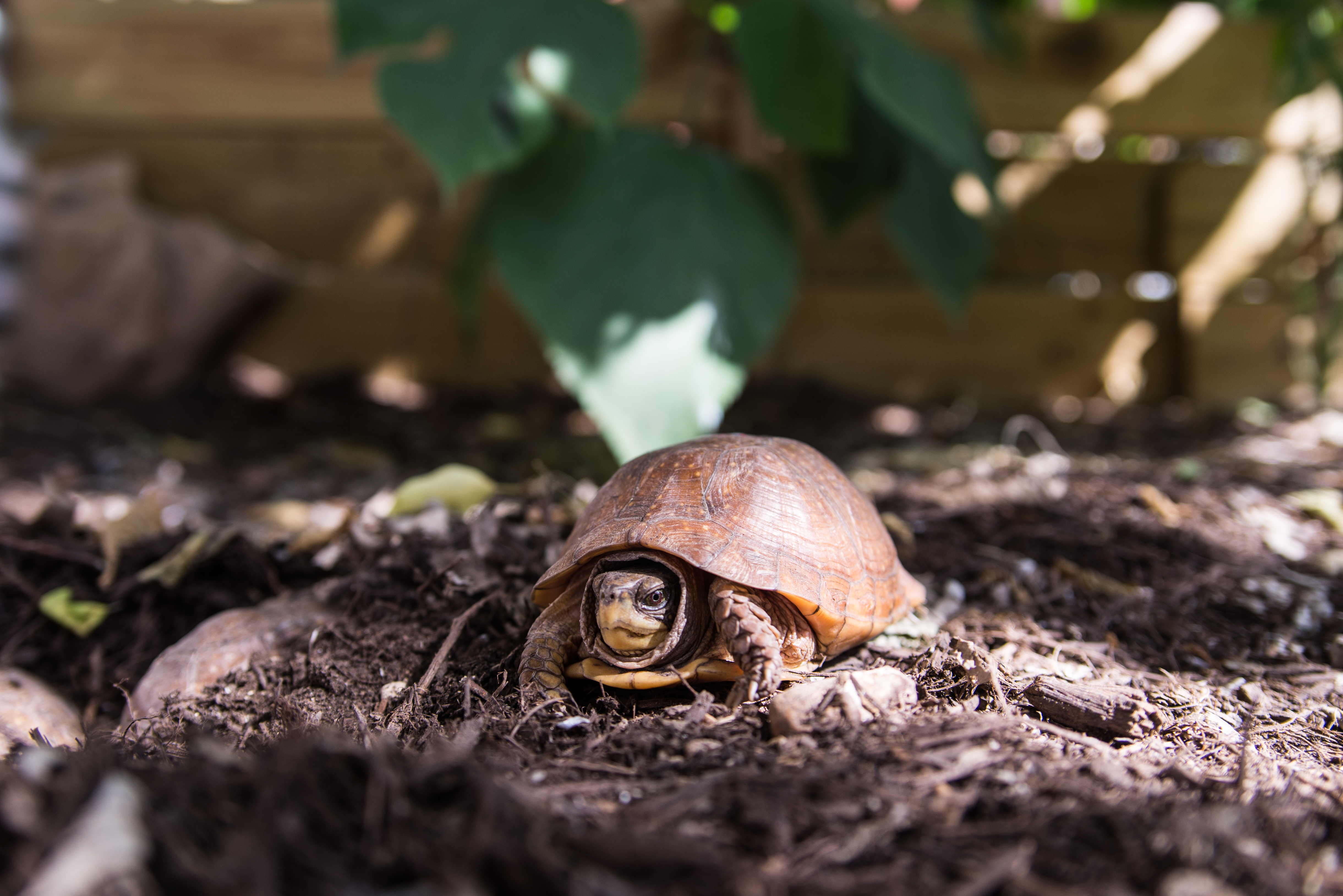 Tiny Turtles Return Home - ZooBorns