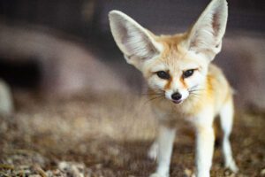 One of the fennec foxes we house here at Animal World & Snake Farm Zoo.