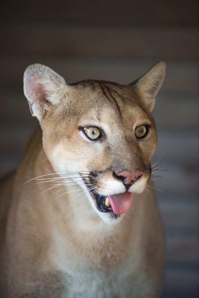 A close-up shot of Angel the mountain lion, who has recently passed.