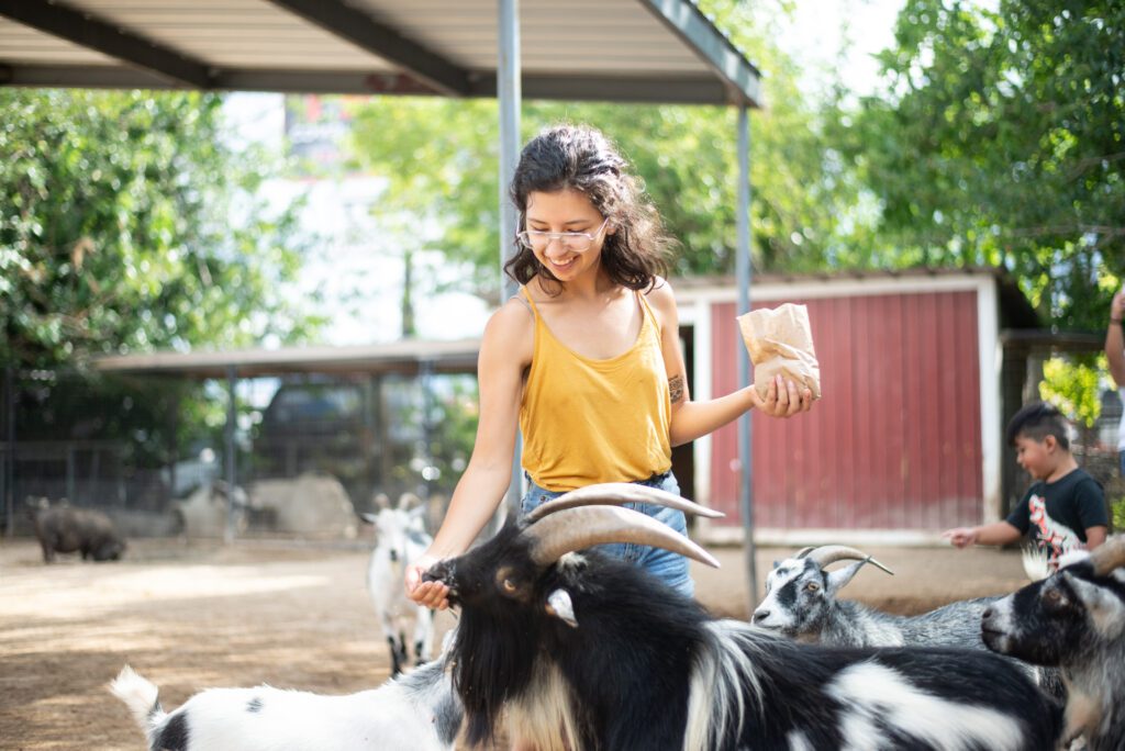 A zoo guest feeding goats in our interactive petting zoo.