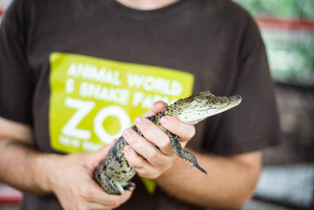 A zookeeper holding one of our crocodilians