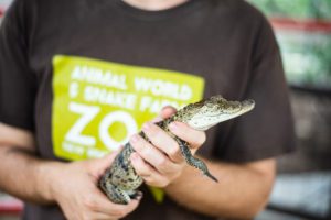 WORLD CROC DAY - June 17 - National Day Calendar