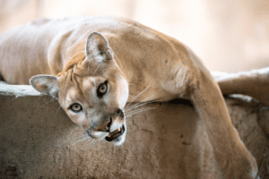 One of the mountain lions housed at the Zoo.