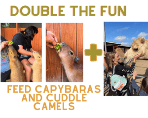 Capy and Camel Promo
