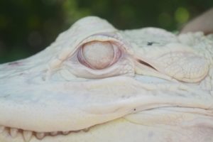 Albino alligator eye closeup 