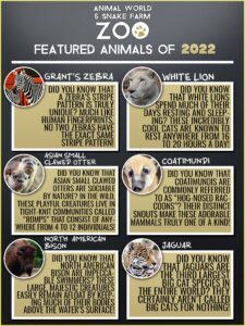 A graphic that showcases the animals that Animal World & Snake Farm Zoo featured from July to December 2022.