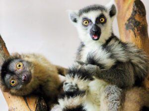 A common brown lemur and a ring-tailed lemur playing and staring at the camera.