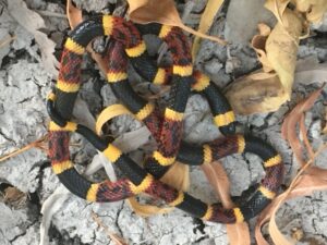 Texas Coral Snake