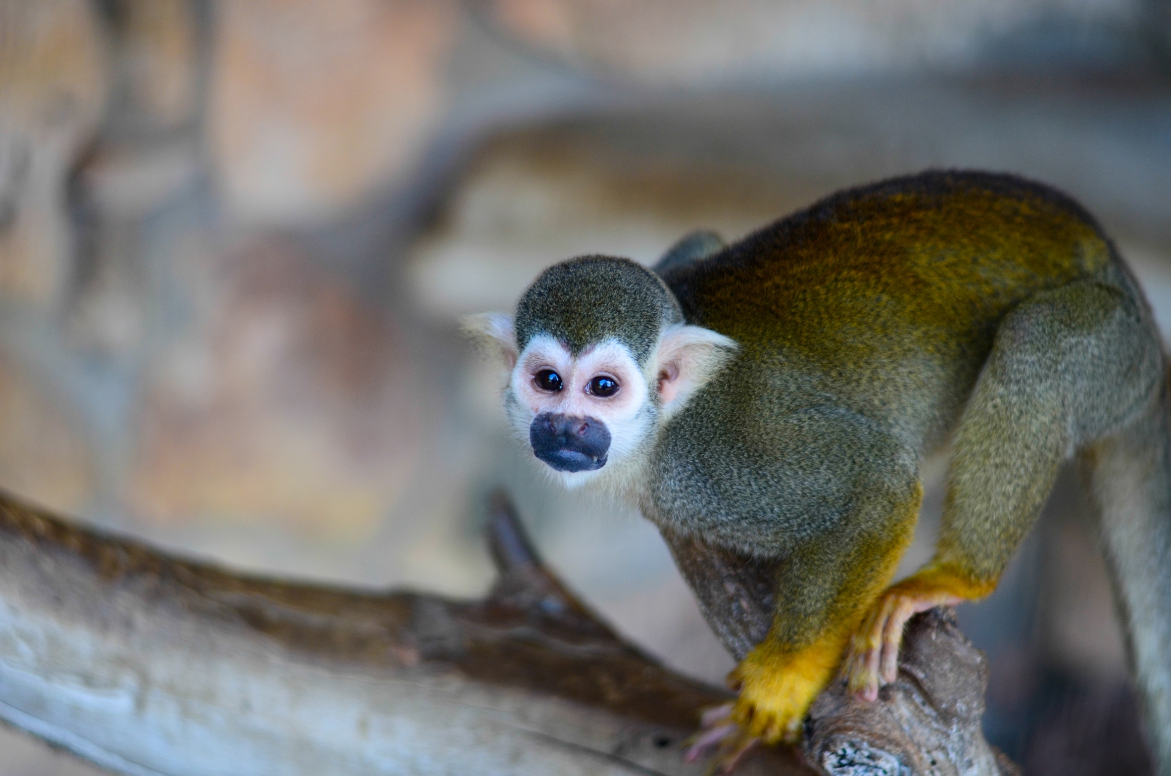 squirrel monkeys eating