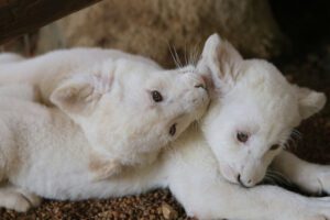 White lion cubs playing 