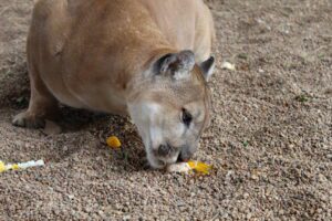 Angel indulging in enrichment goodies.