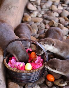 A group of river otters partaking in special Easter enrichment.